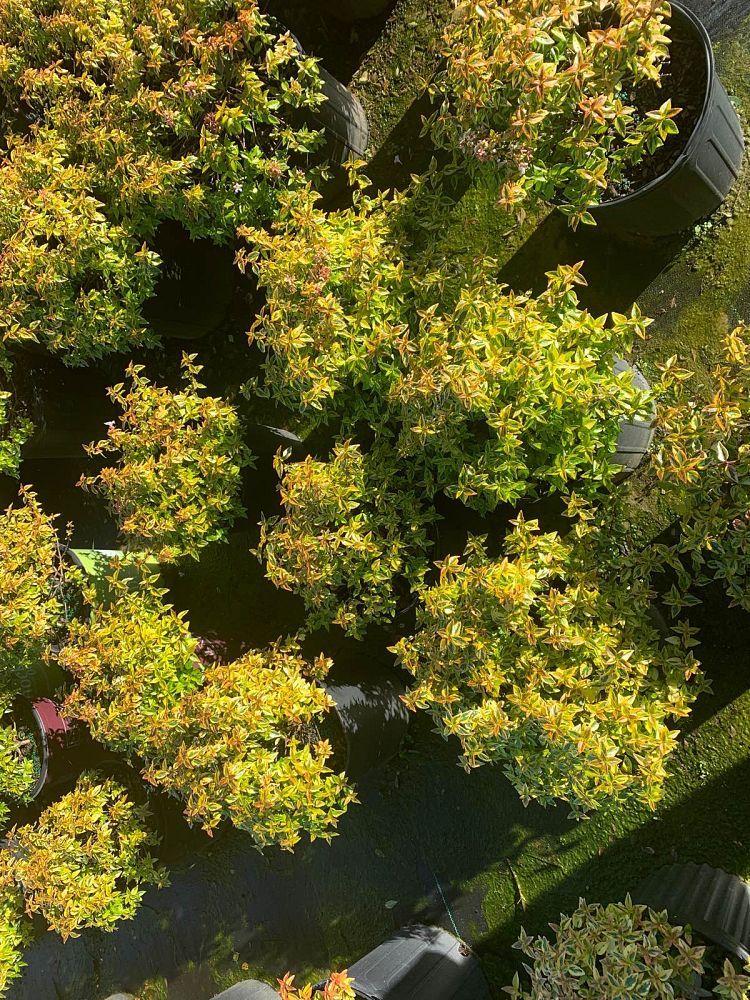 abelia-x-grandiflora-kaleidoscope-glossy-abelia