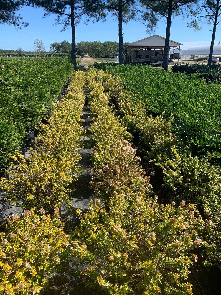abelia-x-grandiflora-kaleidoscope-glossy-abelia