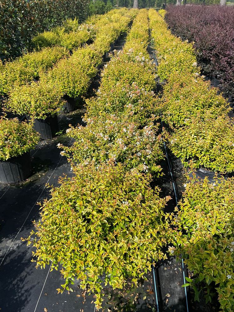 abelia-x-grandiflora-kaleidoscope-glossy-abelia