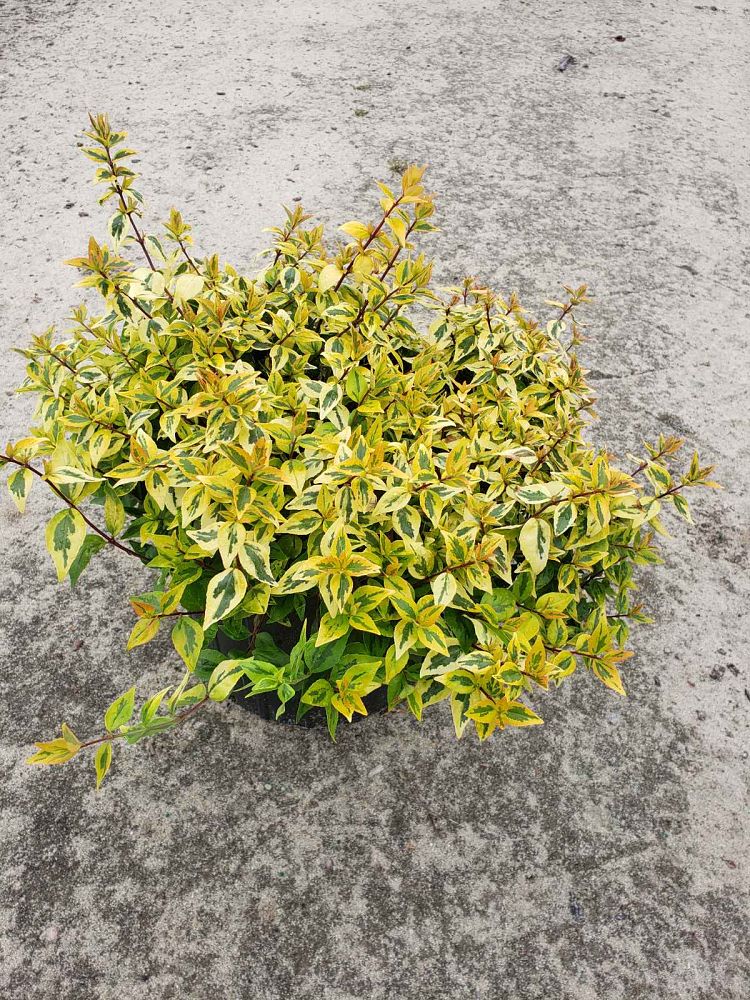 abelia-x-grandiflora-kaleidoscope-glossy-abelia
