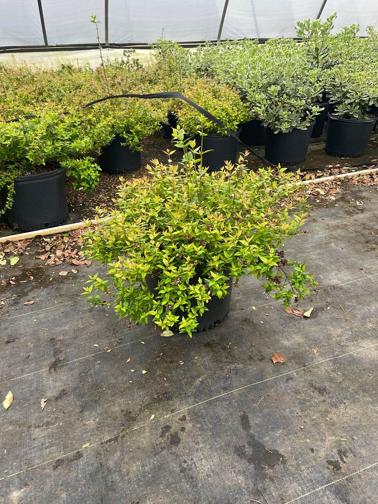 abelia-x-grandiflora-kaleidoscope-glossy-abelia