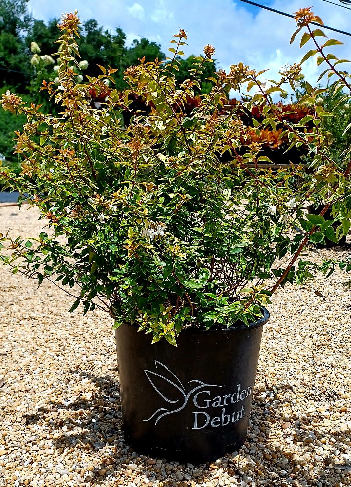 abelia-x-grandiflora-kaleidoscope-glossy-abelia