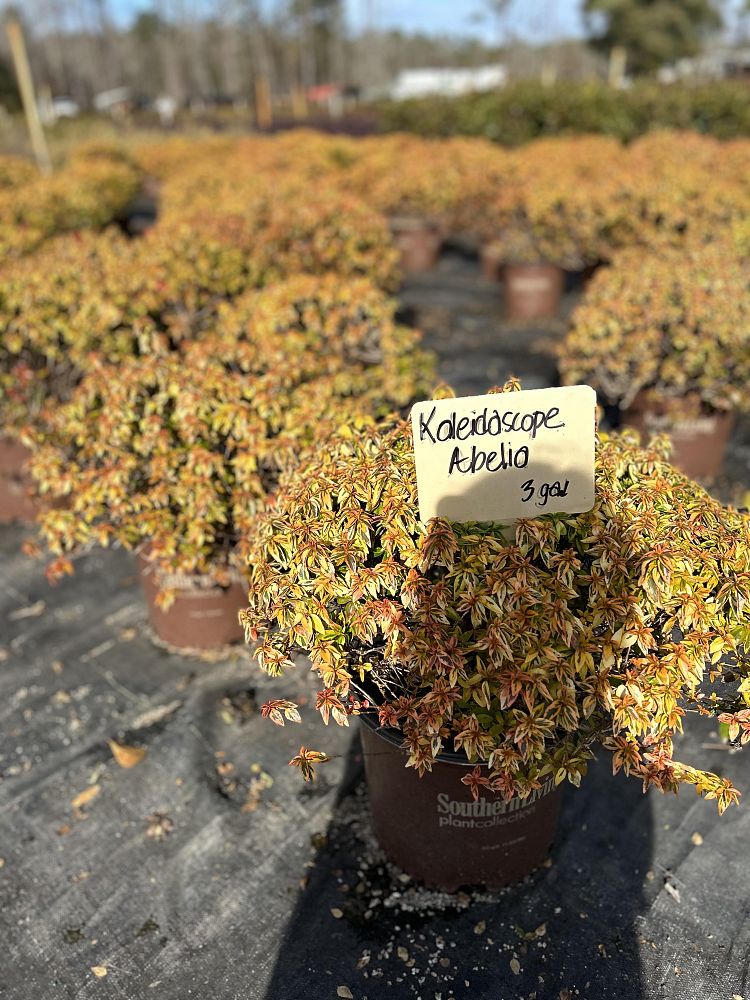 abelia-x-grandiflora-kaleidoscope-glossy-abelia