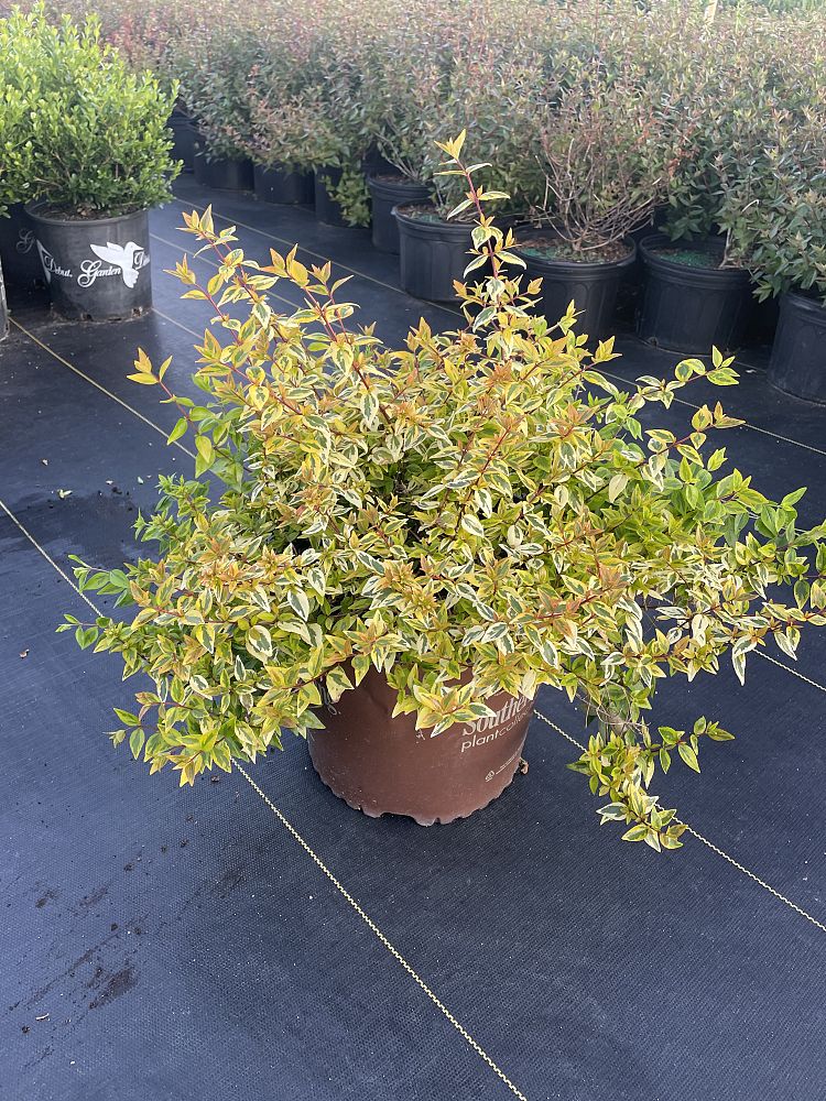 abelia-x-grandiflora-kaleidoscope-glossy-abelia