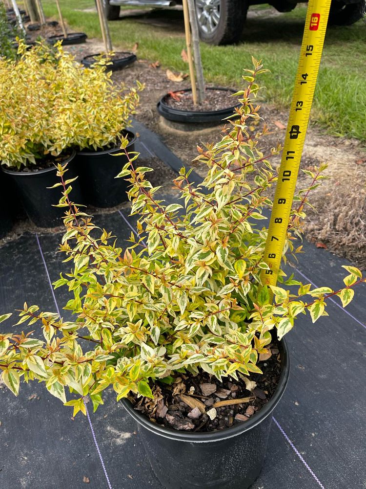 abelia-x-grandiflora-kaleidoscope-glossy-abelia