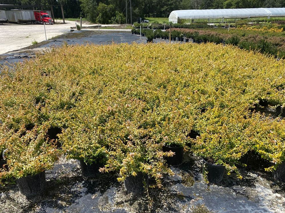 abelia-x-grandiflora-kaleidoscope-glossy-abelia