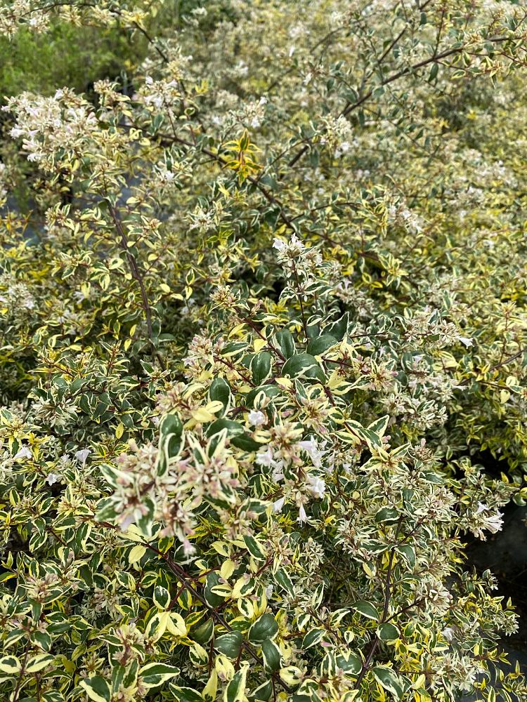 abelia-x-grandiflora-lemon-lime-glossy-abelia