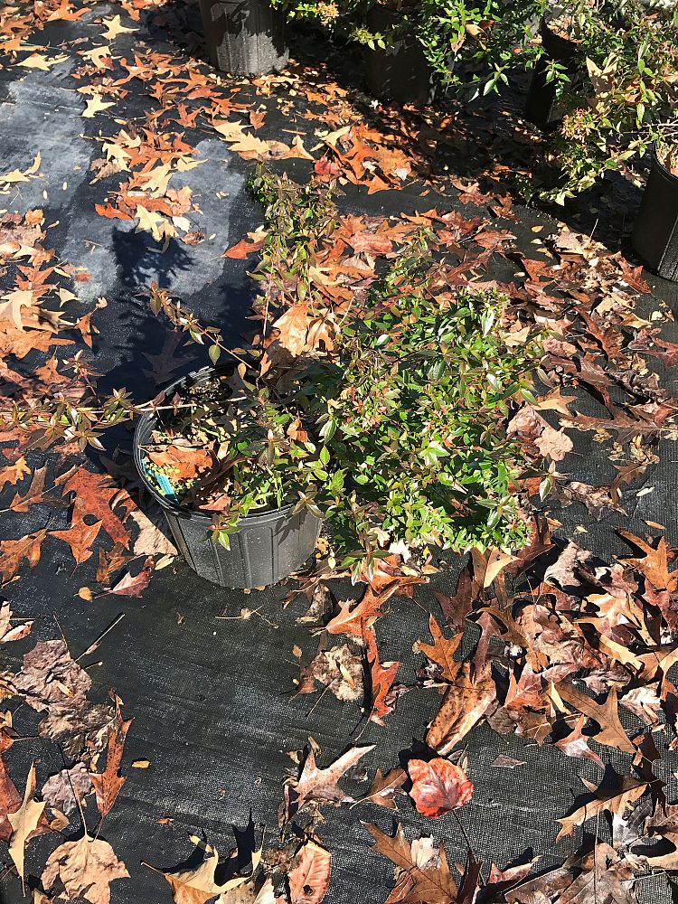 abelia-x-grandiflora-little-richard-glossy-abelia
