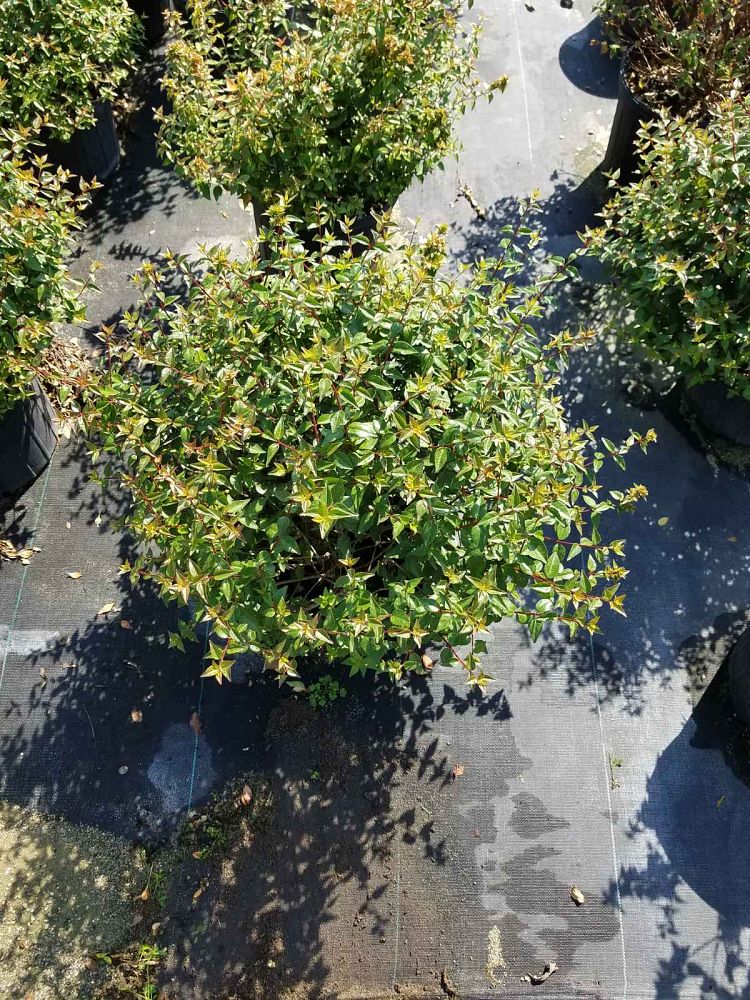 abelia-x-grandiflora-little-richard-glossy-abelia