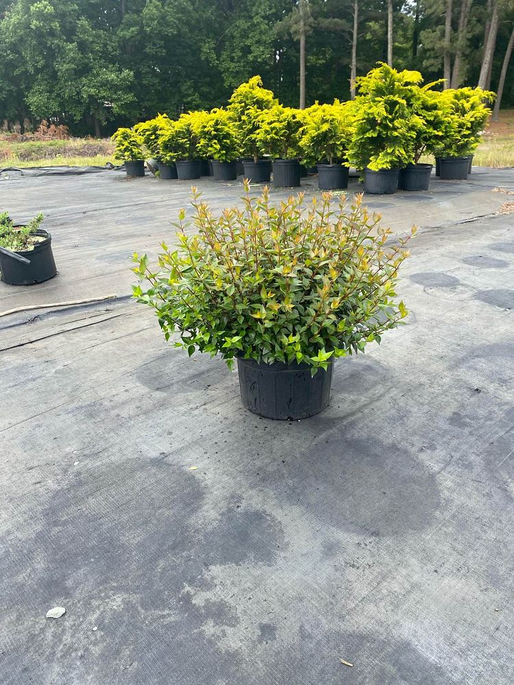 abelia-x-grandiflora-little-richard-glossy-abelia