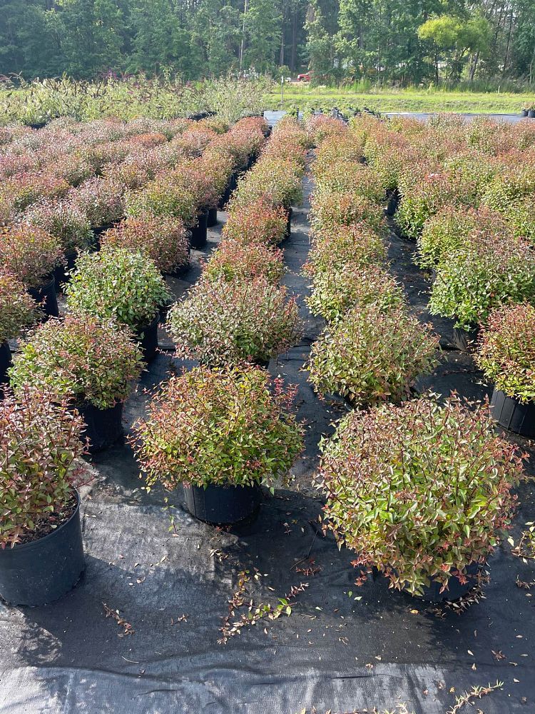 abelia-x-grandiflora-little-richard-glossy-abelia
