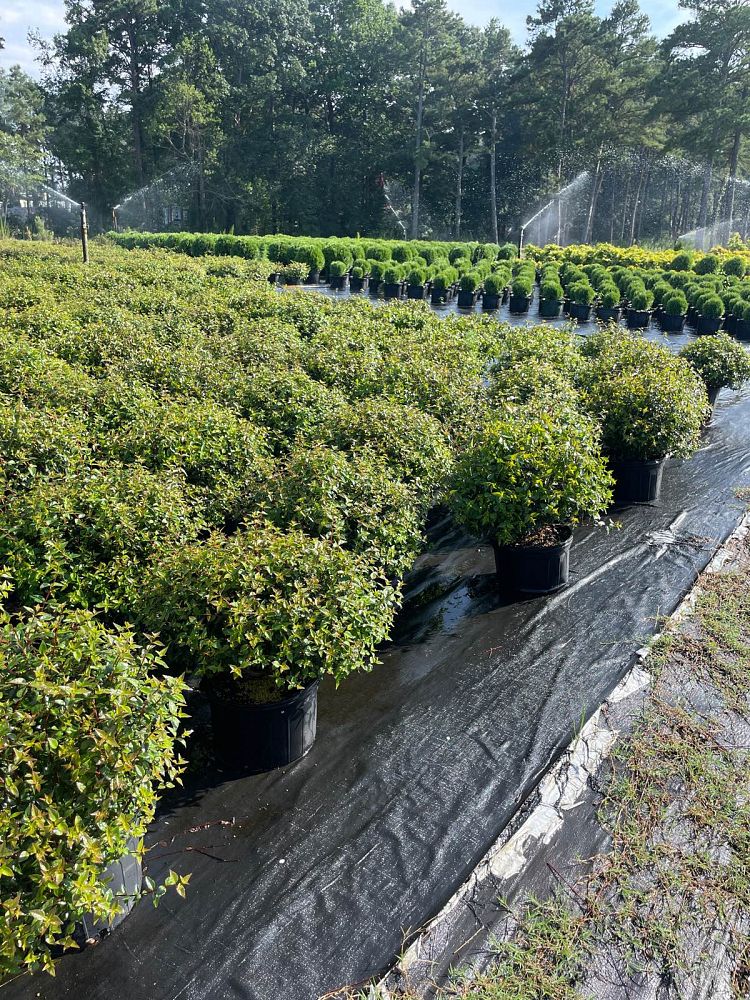 abelia-x-grandiflora-little-richard-glossy-abelia