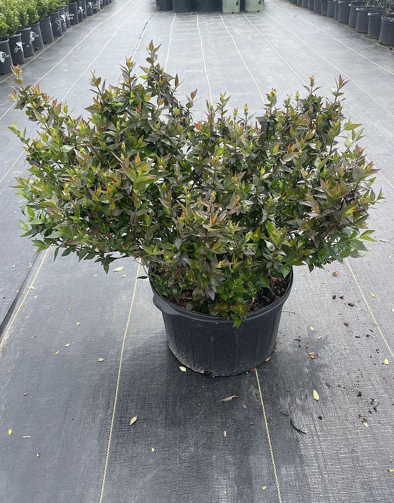 abelia-x-grandiflora-little-richard-glossy-abelia