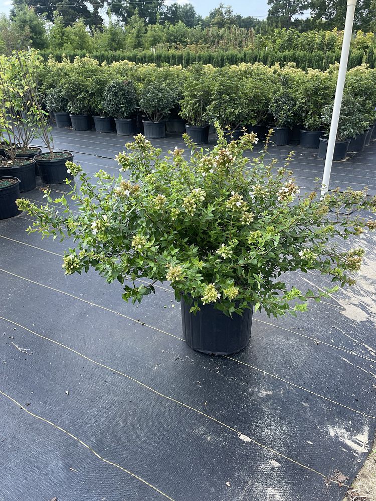 abelia-x-grandiflora-little-richard-glossy-abelia