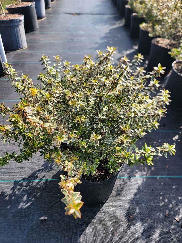 abelia-x-grandiflora-margarita-glossy-abelia