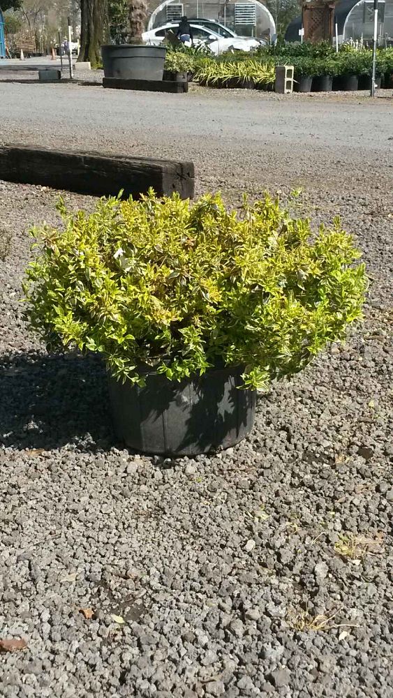 abelia-x-grandiflora-radiance-glossy-abelia