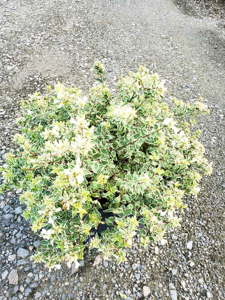abelia-x-grandiflora-radiance-glossy-abelia