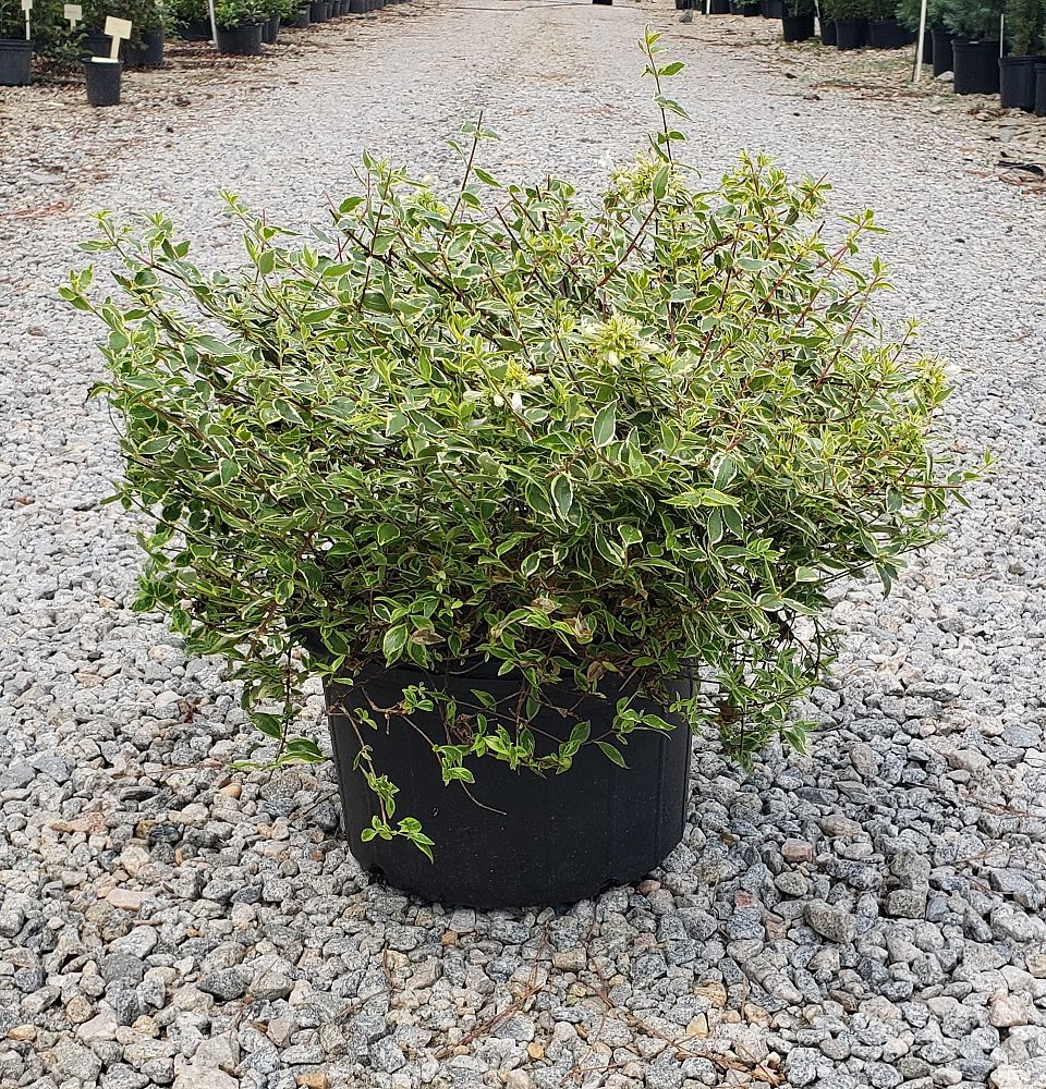 abelia-x-grandiflora-radiance-glossy-abelia