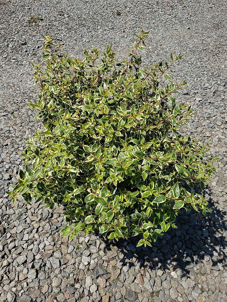 abelia-x-grandiflora-radiance-glossy-abelia