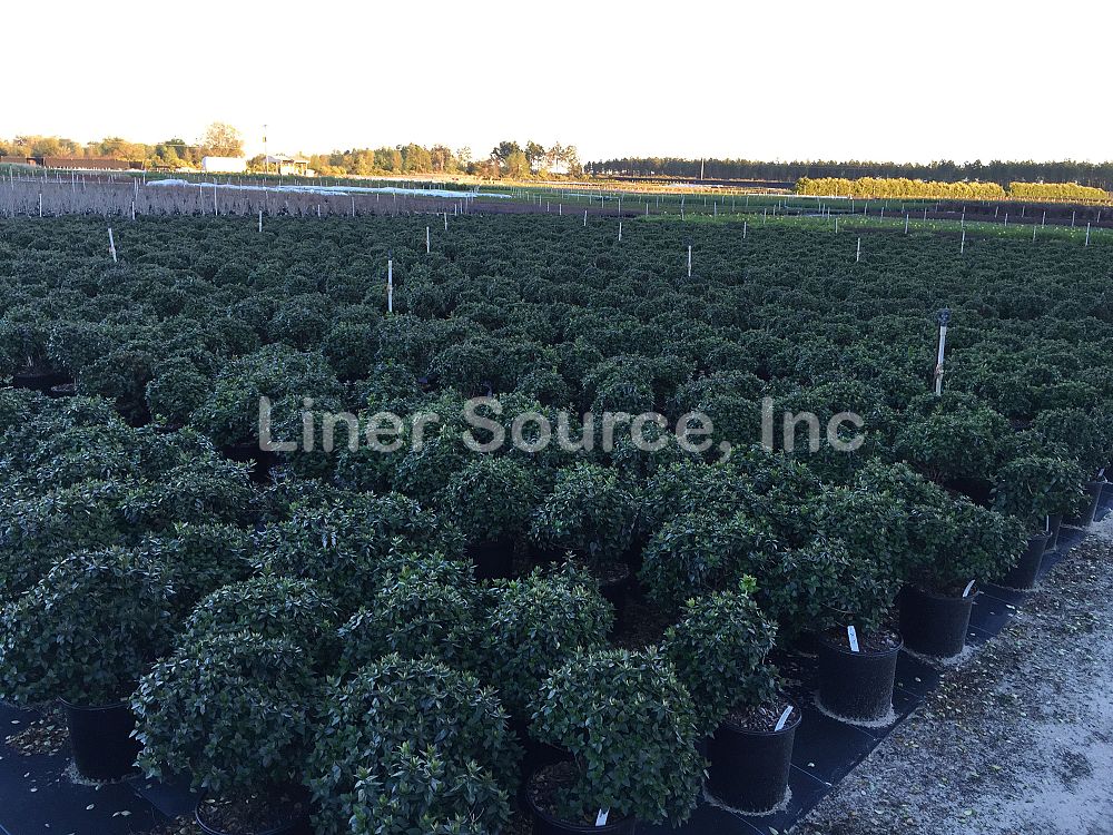 abelia-x-grandiflora-rose-creek-glossy-abelia