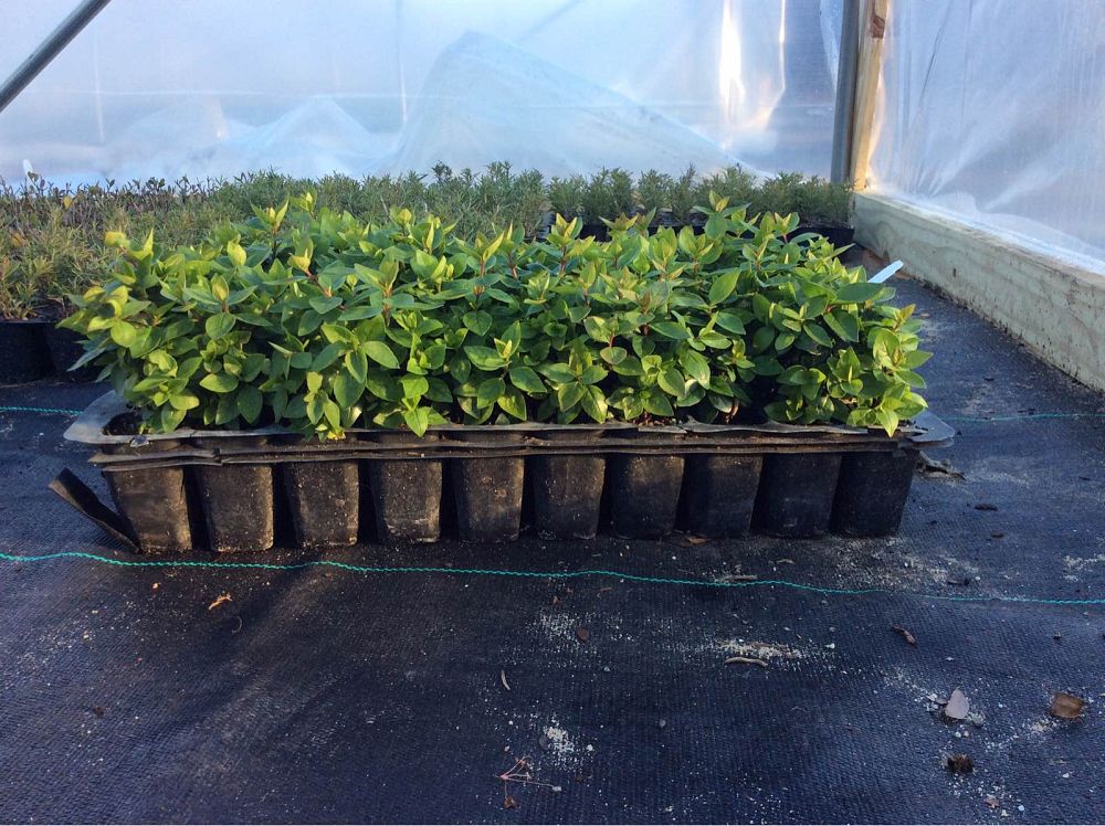 abelia-x-grandiflora-rose-creek-glossy-abelia