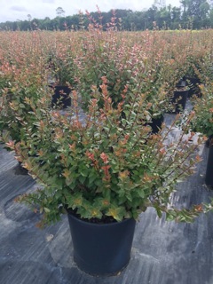 abelia-x-grandiflora-rose-creek-glossy-abelia