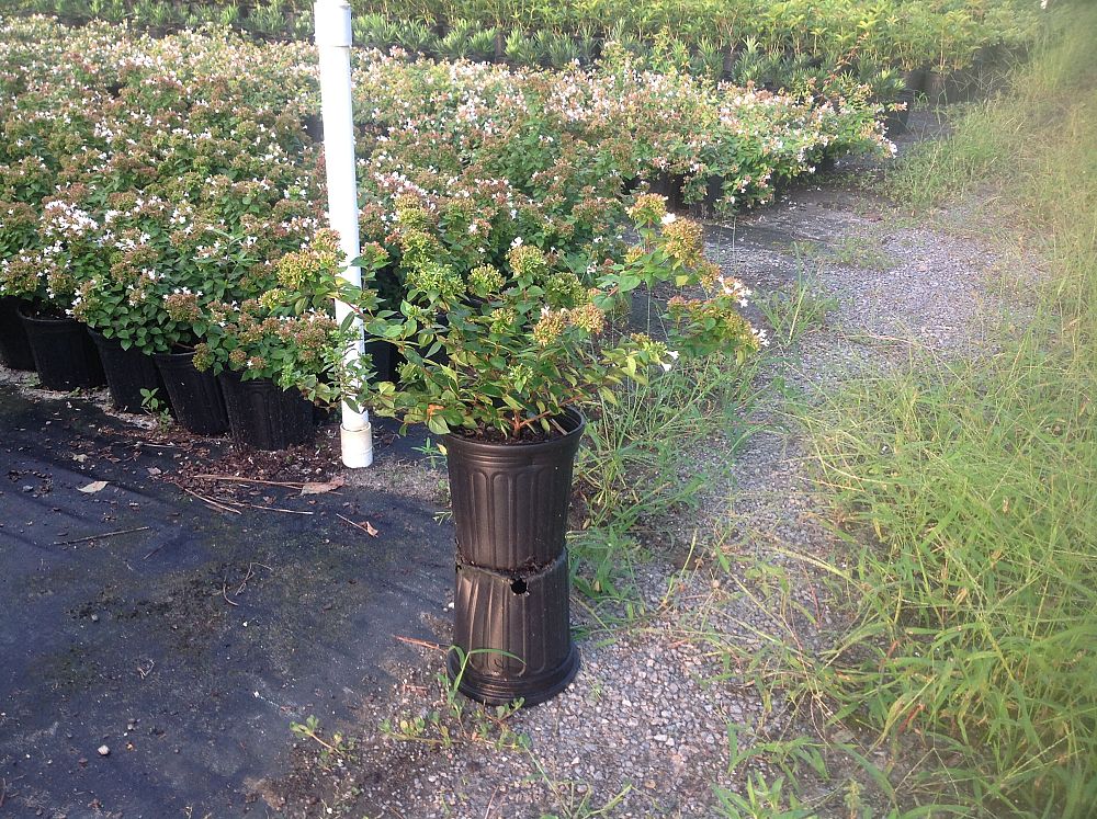abelia-x-grandiflora-rose-creek-glossy-abelia