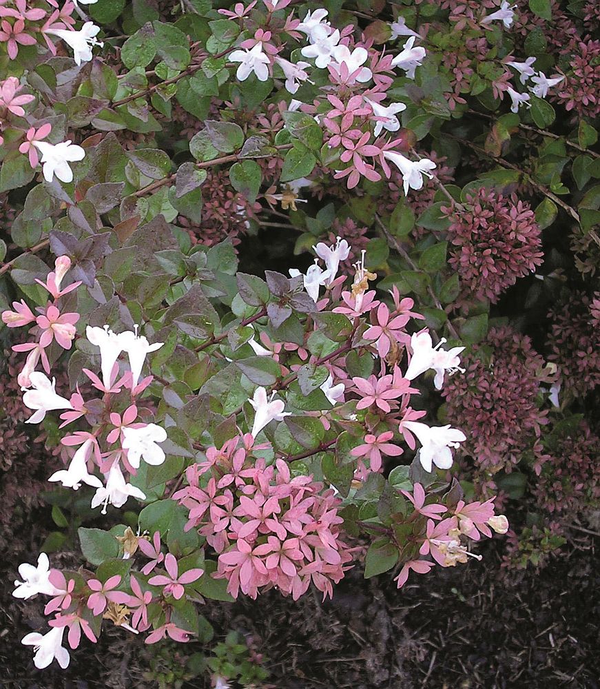 abelia-x-grandiflora-rose-creek-glossy-abelia