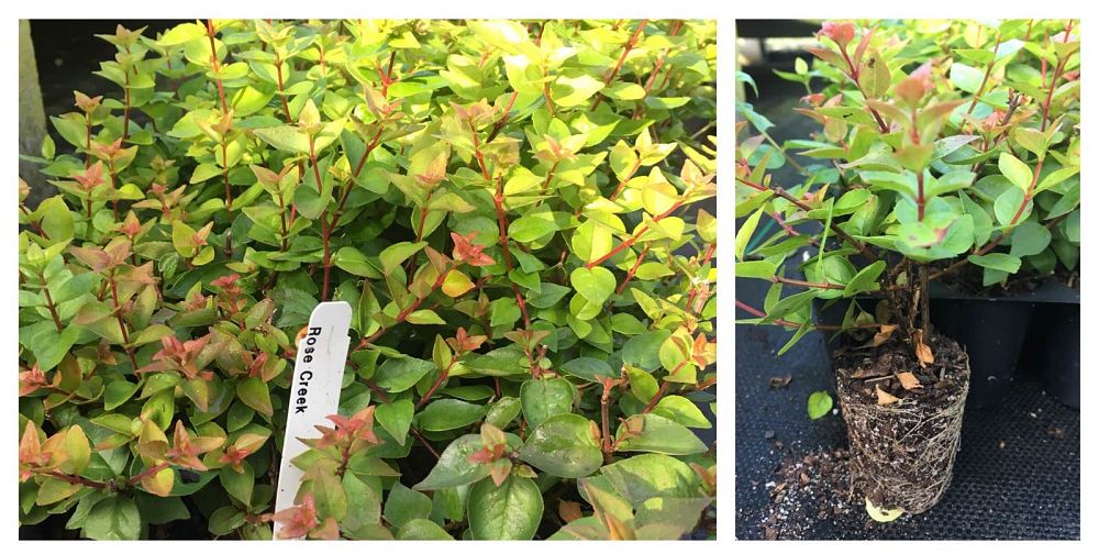 abelia-x-grandiflora-rose-creek-glossy-abelia