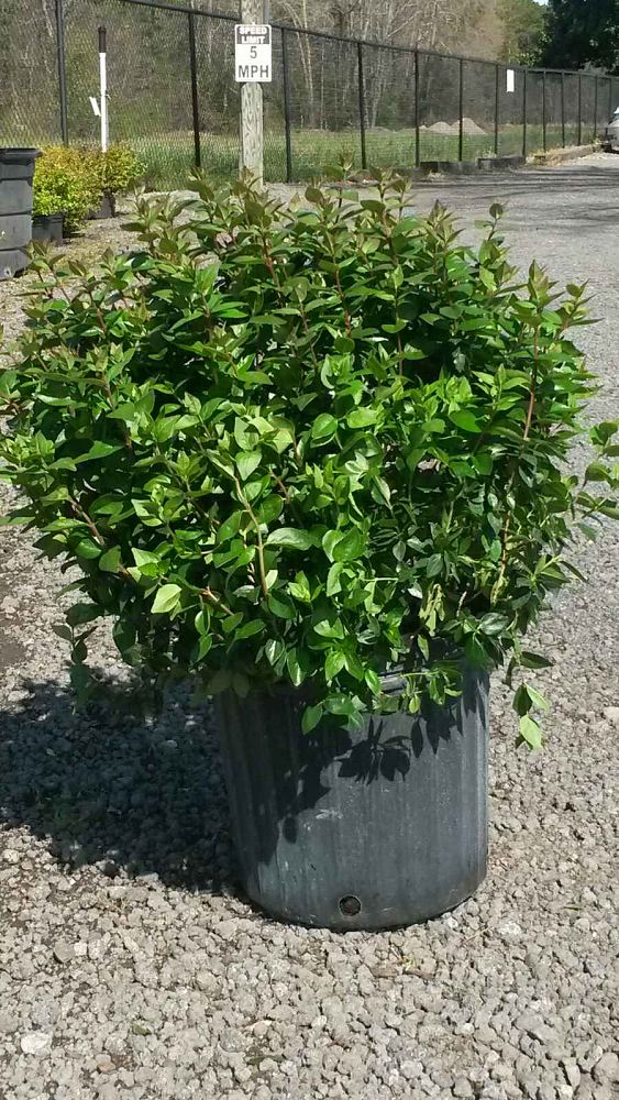 abelia-x-grandiflora-rose-creek-glossy-abelia