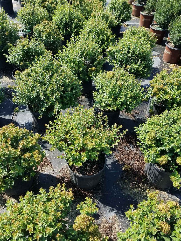 abelia-x-grandiflora-rose-creek-glossy-abelia