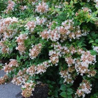 abelia-x-grandiflora-rose-creek-glossy-abelia