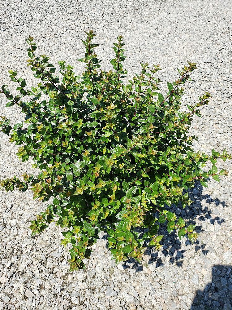 abelia-x-grandiflora-rose-creek-glossy-abelia