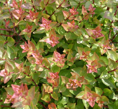 abelia-x-grandiflora-rose-creek-glossy-abelia