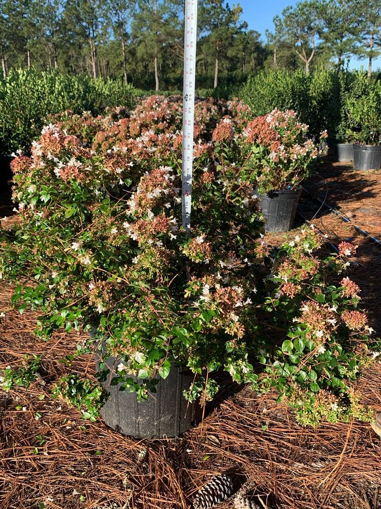 abelia-x-grandiflora-rose-creek-glossy-abelia