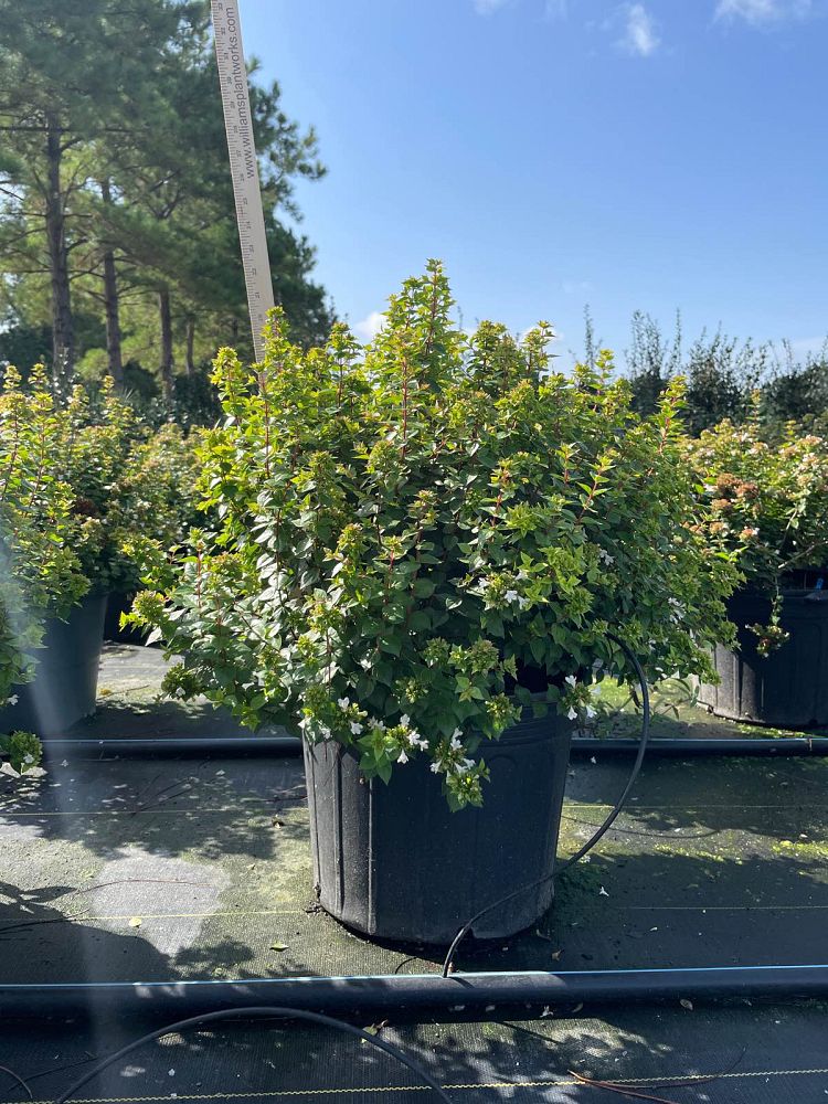 abelia-x-grandiflora-rose-creek-glossy-abelia