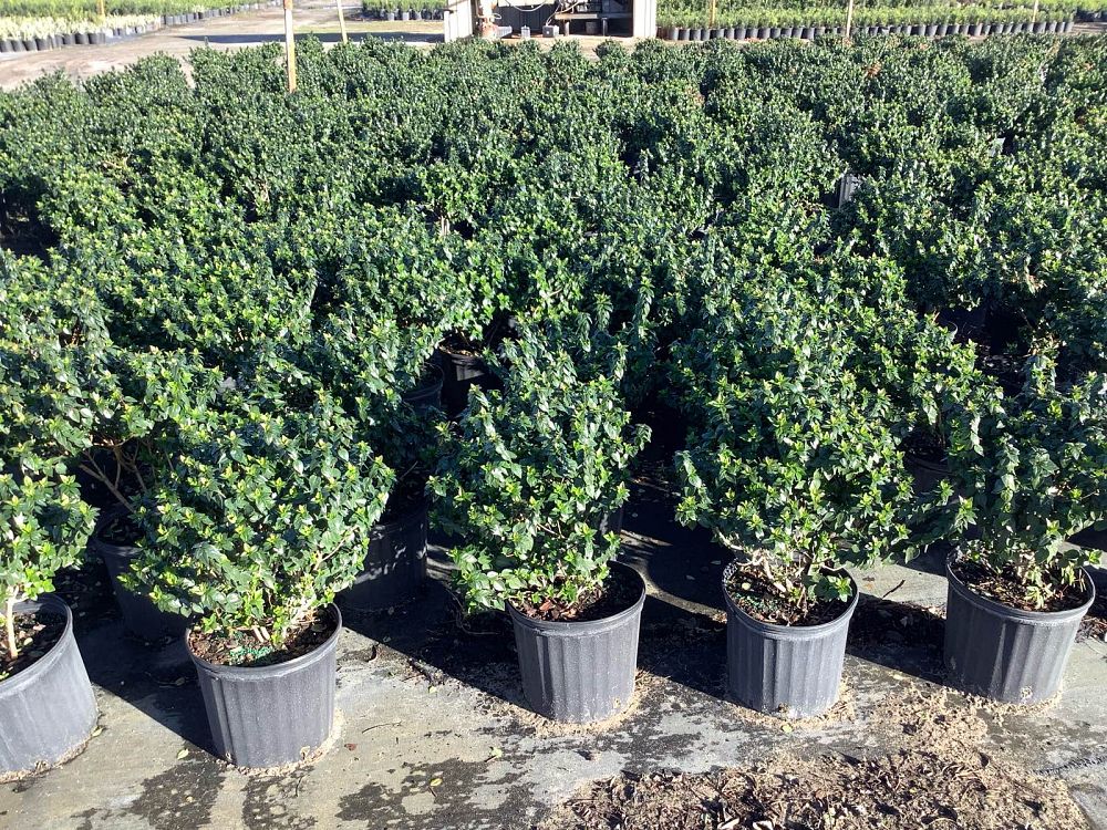 abelia-x-grandiflora-rose-creek-glossy-abelia