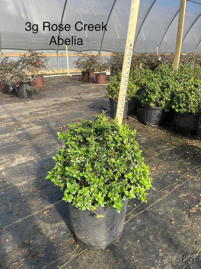 abelia-x-grandiflora-rose-creek-glossy-abelia