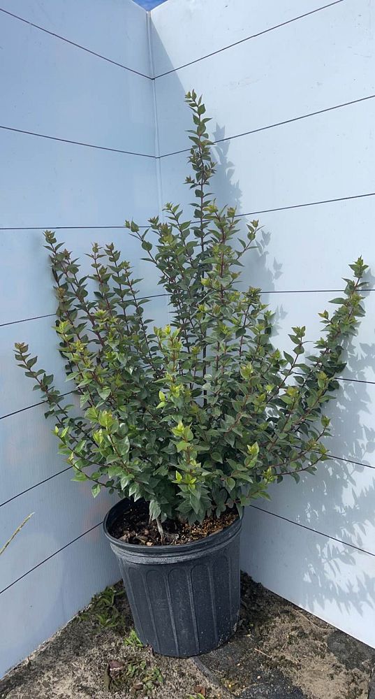 abelia-x-grandiflora-rose-creek-glossy-abelia