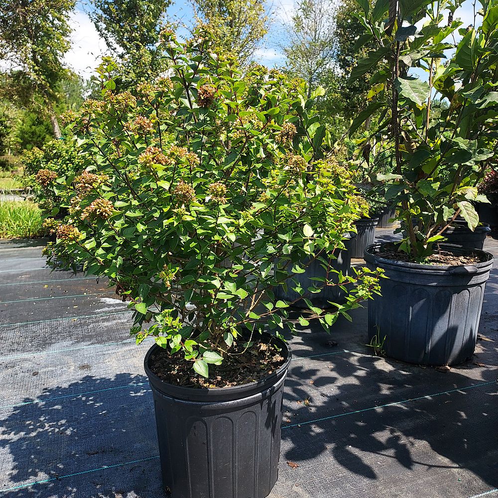 abelia-x-grandiflora-rose-creek-glossy-abelia