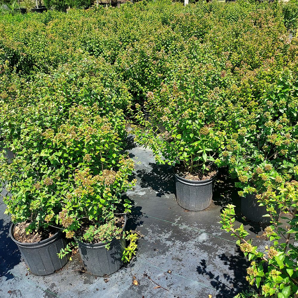 abelia-x-grandiflora-rose-creek-glossy-abelia