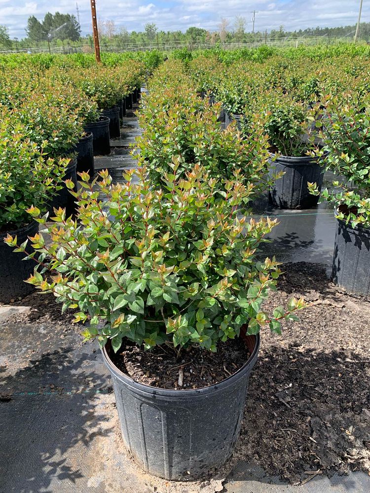 abelia-x-grandiflora-rose-creek-glossy-abelia