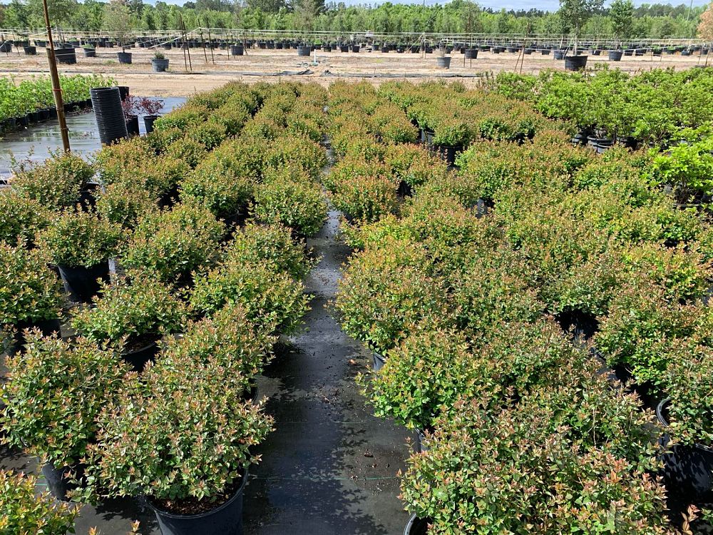 abelia-x-grandiflora-rose-creek-glossy-abelia