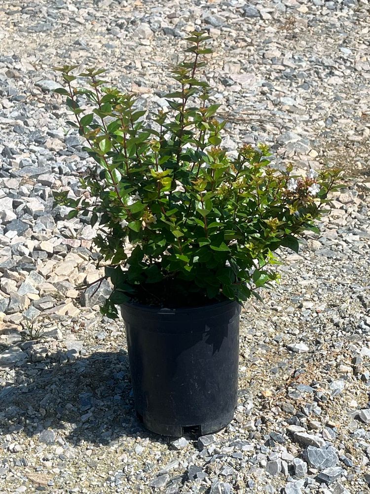 abelia-x-grandiflora-rose-creek-glossy-abelia
