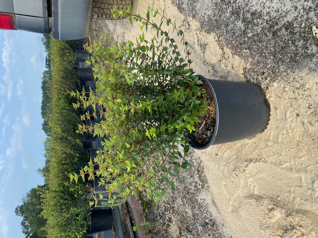 abelia-x-grandiflora-rose-creek-glossy-abelia