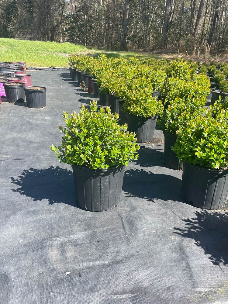abelia-x-grandiflora-rose-creek-glossy-abelia