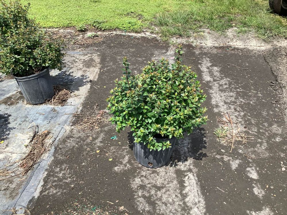 abelia-x-grandiflora-rose-creek-glossy-abelia