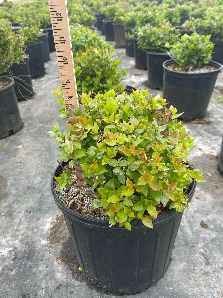 abelia-x-grandiflora-rose-creek-glossy-abelia