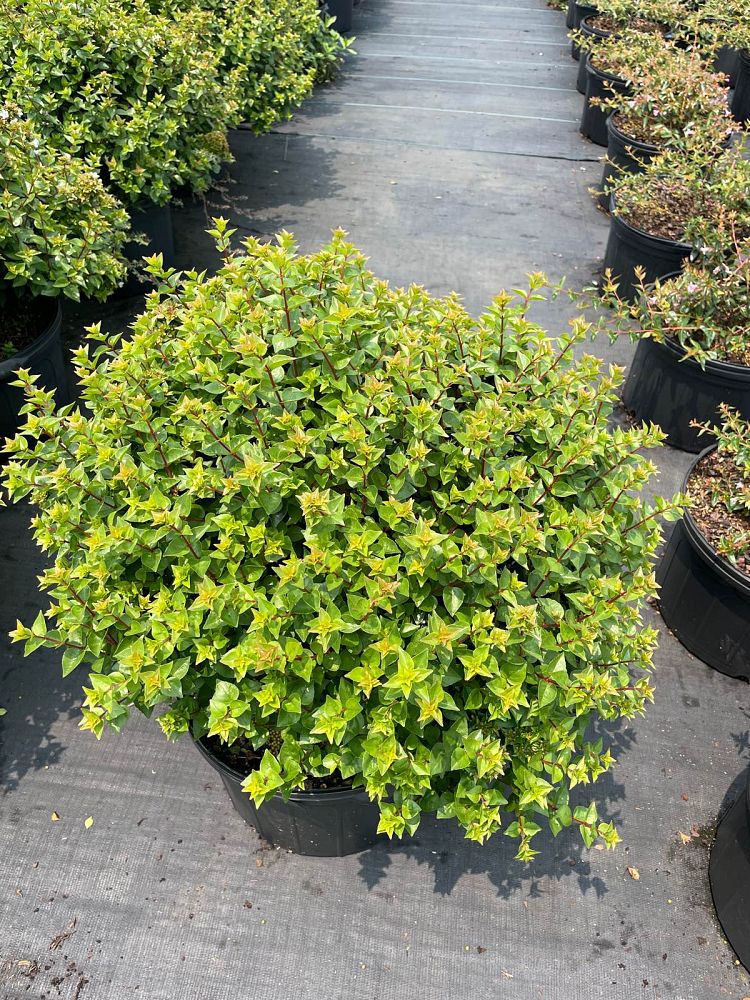 abelia-x-grandiflora-rose-creek-glossy-abelia