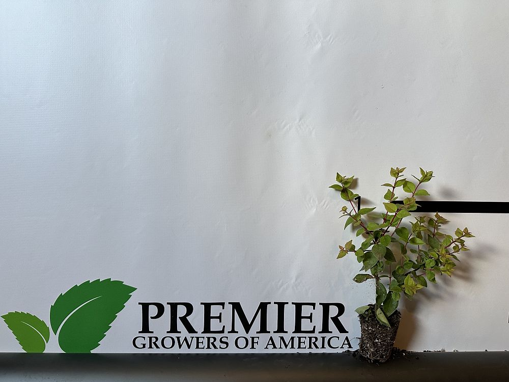 abelia-x-grandiflora-rose-creek-glossy-abelia